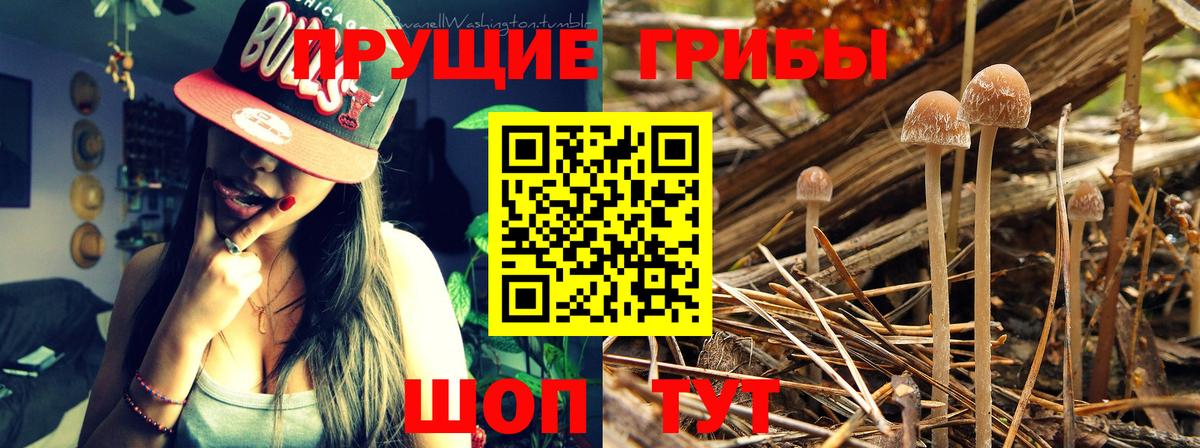 Алейск  Галлюциногенные грибы мухоморы  Вход с VPN 